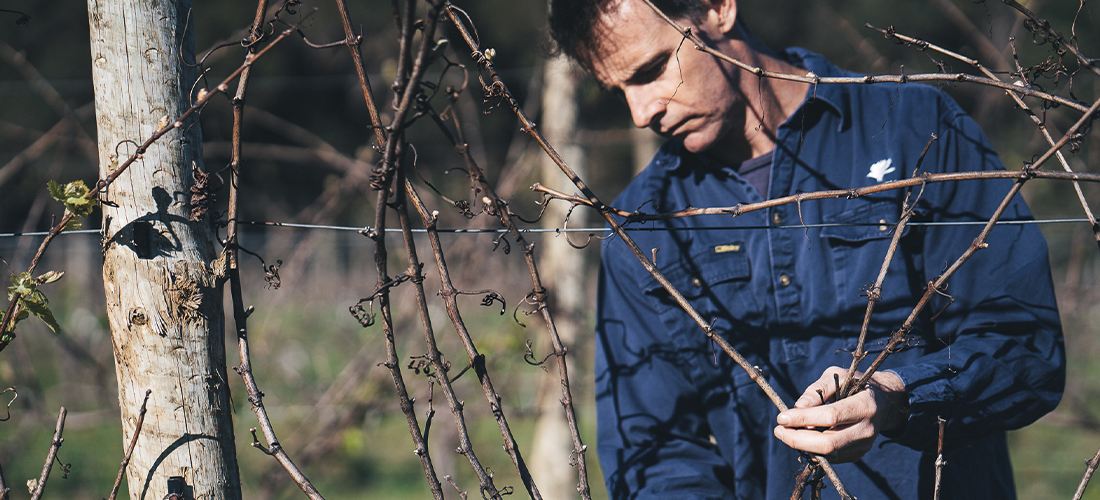 Chief Viticulturist Bart Molony